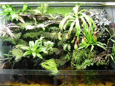 Terrariums for CPs | Carnivorous plants terrarium, Plants, Carnivorous ...