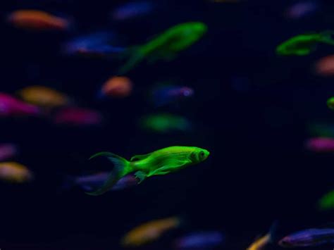 The Complete GloFish Betta Care Guide | Fishkeeping World