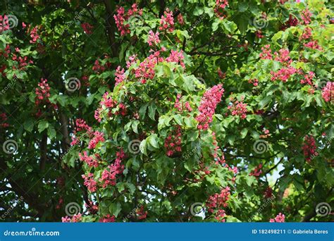 Branches with Flowers of Red Horse-chestnut Tree. Stock Image - Image of branches, carnea: 182498211