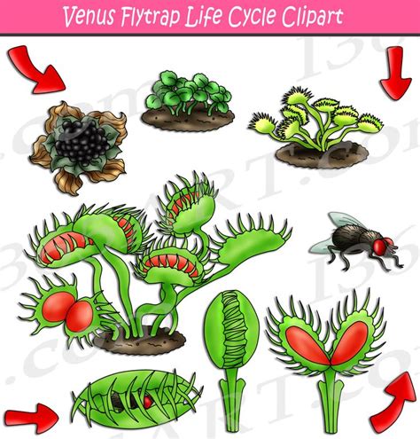 Venus Flytrap Life Cycle Clipart Set Download - Clipart 4 School ...