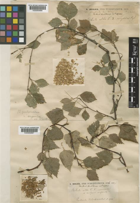 Betula pubescens Ehrh. | Plants of the World Online | Kew Science