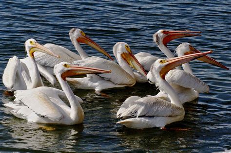 Free picture: aerial, American, white pelican