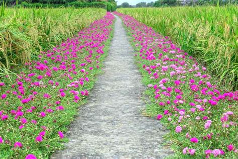 Portulaca grandiflora (Moss Rose)