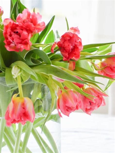 Care For Cut Tulips - StoneGable