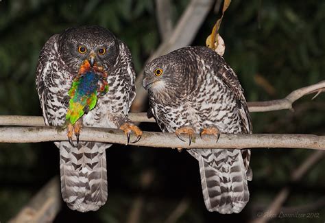 Powerful Owls (Ninox strenua) pair with prey by Ákos Lumnitzer - The Owl Pages