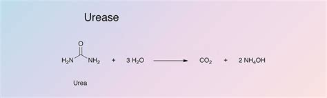 Urease - Worthington Enzyme Manual | Worthington Biochemical