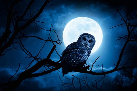 Night Owl With Bright Full Moon And Clouds Stock Photo - Download Image ...