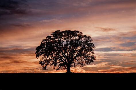 Oak Tree at Sunset Photograph by Gary Geddes - Pixels