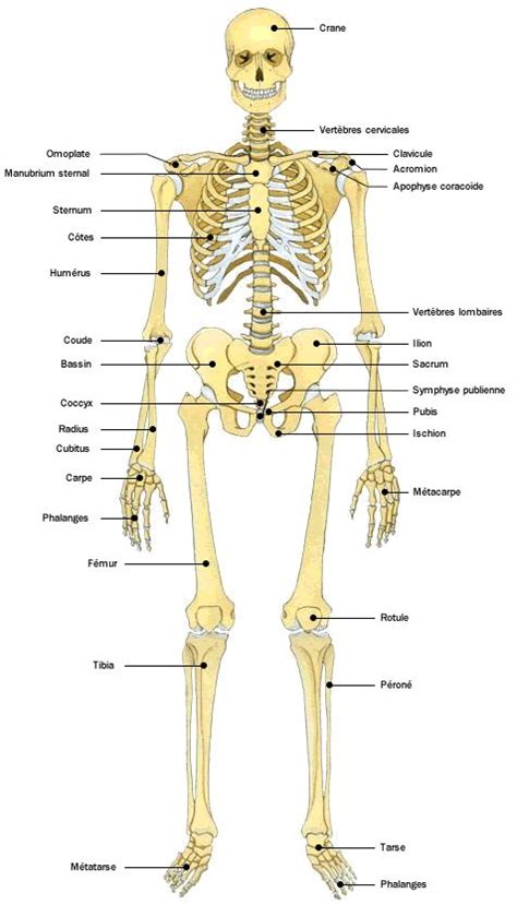 Le squelette | Corps humain, Anatomie corps humain, Muscles corps humain