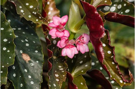 5 Steps To Propagating Begonias From Leaf Cuttings