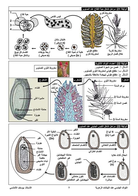 التوالد الجنسي عند النباتات الزهرية - وثائق - AlloSchool