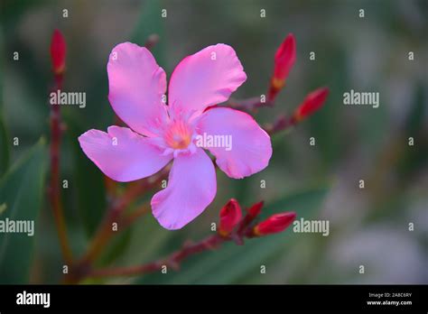 Beautiful pink oleander flower. Soft focus pink oleander flower stand ...
