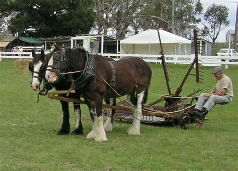 Australian Draught Horse Breed Information, History, Videos, Pictures