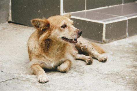 Causes and Symptoms of Vestibular Disease in Dogs | FirstVet