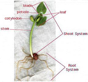 Parts Of Plants And Their Structure