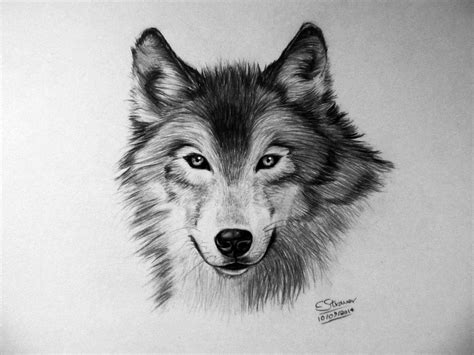 Wolf Drawing by LethalChris on DeviantArt