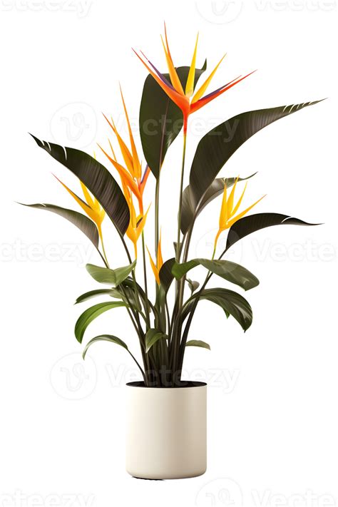 bird of paradise plant on pot. Strelitzia. ai generated 25727830 PNG