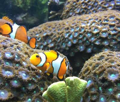 Clownfish | Facts + Appearance + Habitat | - Science4Fun