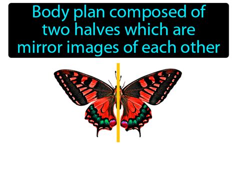 Bilateral Symmetry Definition & Image | GameSmartz