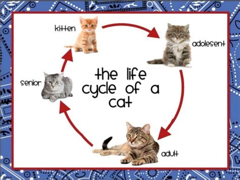 Chicken and cat life cycle for upload