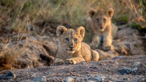 Pilanesberg National Park Safaris