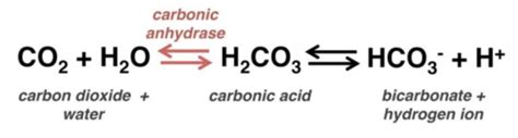 Bicarbonate Buffer System Flashcards | Quizlet