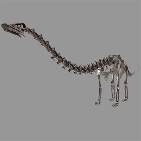 Diplodocus skeleton 3D - TurboSquid 1165511