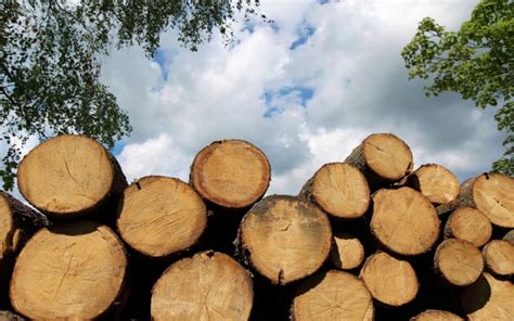 What’s the Difference Between Hardwood and Softwood? | Wonderopolis