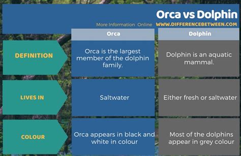 Difference Between Orca and Dolphin | Compare the Difference Between ...