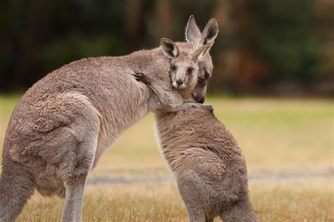 The extinction of fanged kangaroos could save other species - Earth.com