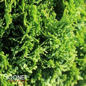 Tater Tot® Arborvitae | Sooner Plant Farm