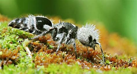 boredpandaphography: Top 10 Beautiful Photography Panda Ant Animals