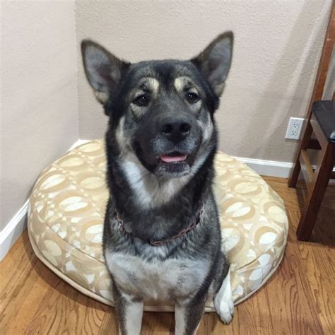 Akita Shepherd mix. Our Kuma ️ | Animals, Cute animals, Puppies