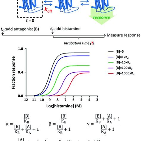 Ligand binding to the receptor over time. (a) Ligand binding to the ...