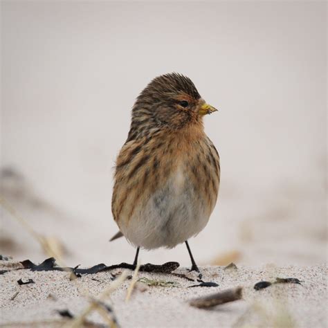 TrogTrogBlog: Bird of the week - Twite