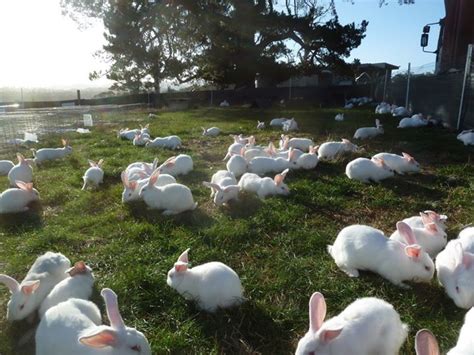 Beautiful bunny bunch! | Rabbit farm, Animals, Bunny