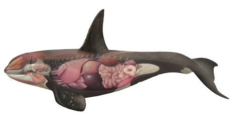 Killer Whale Anatomy :: Behance