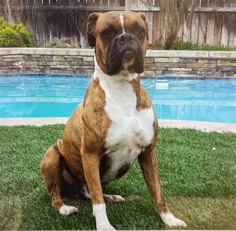 AKC boxer puppies | Bloodydecks