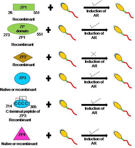 Frontiers | Human Zona Pellucida Glycoproteins: Binding Characteristics ...