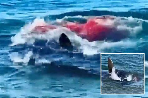 Great white shark turns sea RED in bloody seal attack just yards from ...