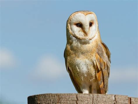 Barn Owl Facts - What They Eat, Where They Live, & More (Plus Photos)