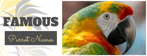 250+ Cool Parrot Names for Your Extraordinary Bird (From Ace to Wingham) | PetHelpful