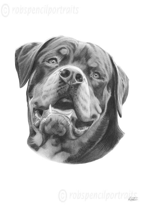 Rottweiler Rotty Rottie Pencil Drawing Print Art Present for Dog Owner ...