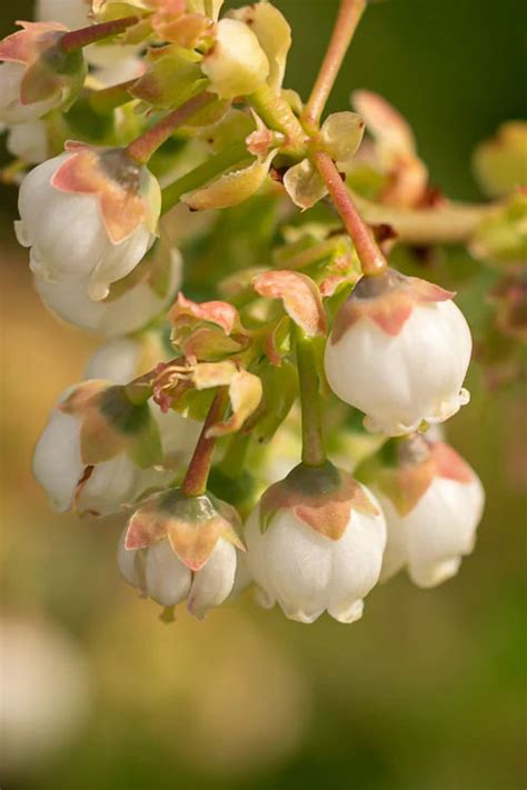 Buy Sweetheart Blueberry Bush (Re-Fruiting) | FREE SHIPPING | Wilson ...