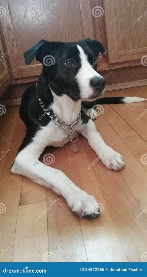 Border Collie Pitbull Mix Puppy Cute Photo Stock Photo - Image of pitbull, collie: 84572286