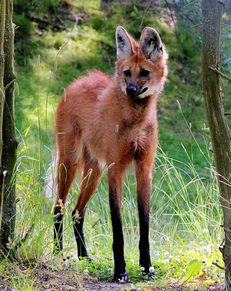 Cibermitaños: Bestiario terrícola: Lamprea, Delfín liso meridional y ...