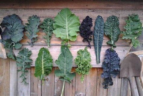 A Complete Guide To Every Type Of Kale - Chowhound | Growing kale ...