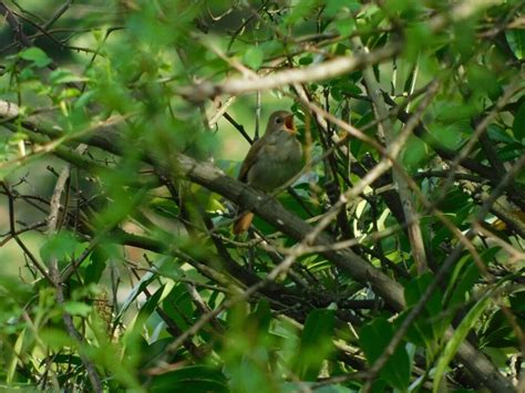 Nightingale Symbolism & Meaning (+Totem, Spirit & Omens) | World Birds