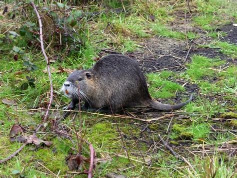 Nutria/Coypu | They are an invasive species. Interesting inf… | Flickr