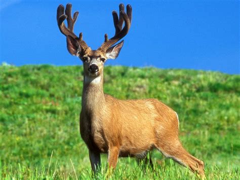 Animals of the world: Red deer